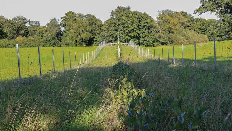 Hecken sind Alleskönner: Sie fördern Biodiversität, Bodengesundheit und sind nebenbei auch gut fürs Klima. Bild: © Thünen-Institut/Nadine Zirbes. Hecken sind Alleskönner: Sie fördern Biodiversität, Bodengesundheit und sind nebenbei auch gut fürs Klima. Bild: © Thünen-Institut/Nadine Zirbes.