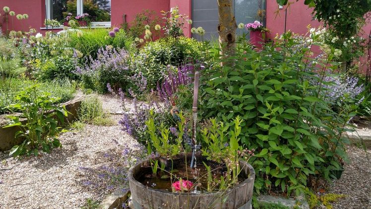 Katzenminze (Nepeta x faassenii) bildet mit der Zeit einen dichten Teppich aus silbergrauen bis frischgrünen Blättern und erfreut im Frühsommer mit lilafarbenen Blüten. Bild: BGL.