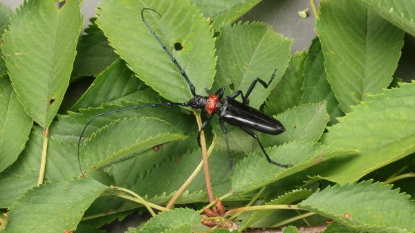 Der Asiatische Moschusbockkäfer. Bild: LfL.