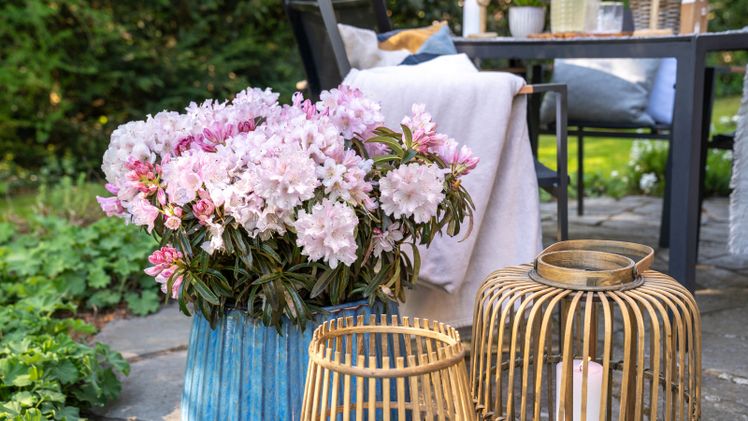 Grazeasy® Soft Pink erweitert die Grazeasy®-Reihe. Bild: Grazeasy.