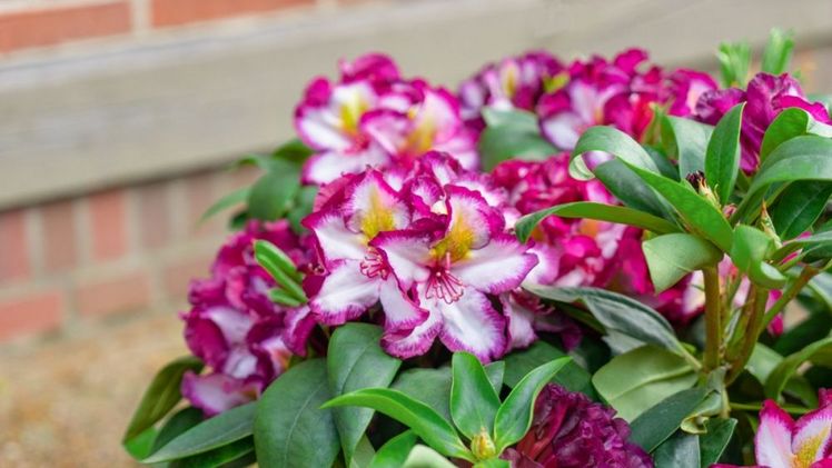 Happydendron® mit dreifarbiger Blüte. Bild: Happydendron®/INKARHO®.