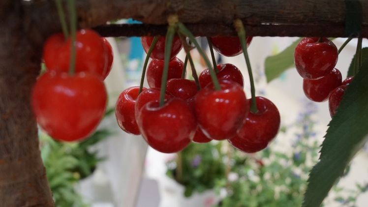 In der Schweiz werden in dieser Saison knapp 2.200 Tonnen Kirschen erwartet. Bild: GABOT.