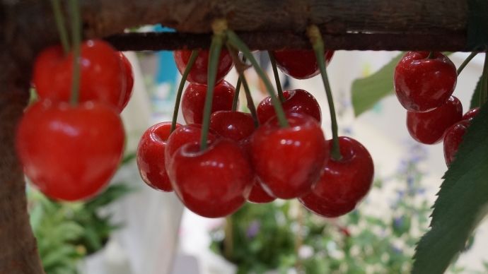 In Thüringen wird eine gute Kirschernte erwartet. Bild: GABOT.