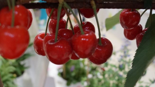 Thüringer Obstbaubetriebe erwarten bei Süßkirschen einem Ertrag von 8,2 Tonnen je Hektar. Bild: GABOT.