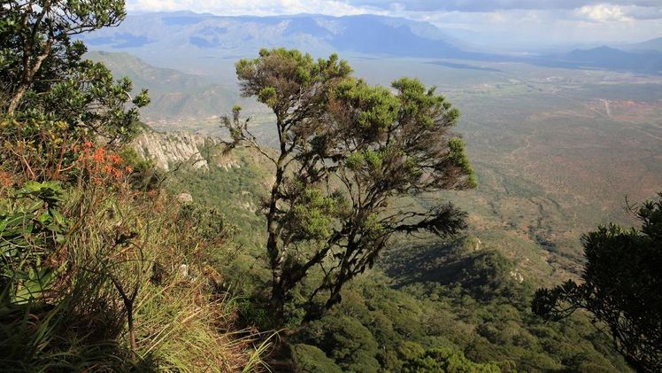 Standortbedingungen wie Klima und Bodenverhältnisse, aber auch der Einfluss des Menschen sind maßgeblich für die Artenvielfalt eines Waldes, hier: die Südpare-Berge in Tansania. Bild: Andreas Hemp.