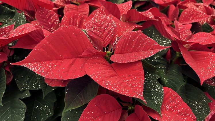 Kreative Warenpräsentationen sind ein wesentlicher Erfolgsfaktor für den Weihnachtssternverkauf. Bild: GABOT.