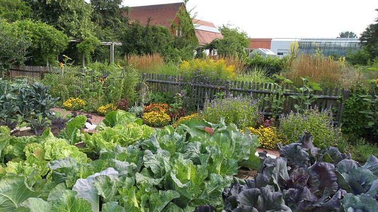 Die grünen Entdeckertouren am Gemüsebauversuchsbetrieb der LWG in Bamberg bieten nicht nur viele Anregungen für den eigenen Garten, sondern auch Einblicke in die spannende Forschungsarbeit und Ausblicke auf die Anbautrends von morgen. Bild: Hildenbrand © LWG.