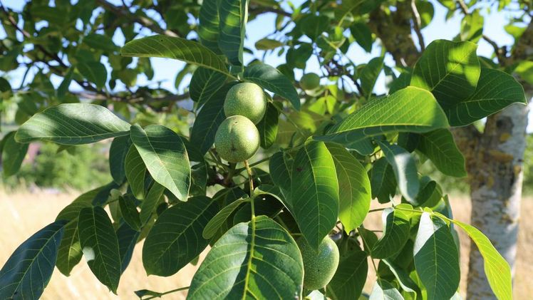 Grün geerntet für schwarze Nüsse. Bild: lid.ch/rho.
