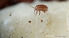Milbe kann Bienenvölker massiv schwächen und breitet sich rasch aus. Bild: Universität Hohenheim.
