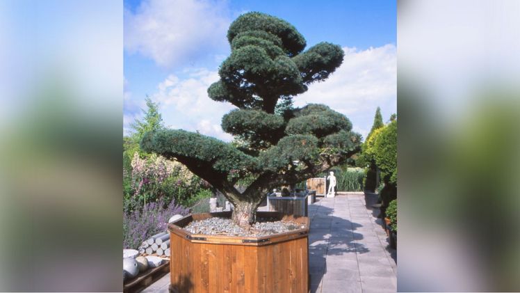 Perfekt bis in die Nadelspitzen: kunstvoll gestaltete Gehölze sind ein absoluter Hingucker und sollten einen Logenplatz im Garten haben. Bild: GMH/GBV.