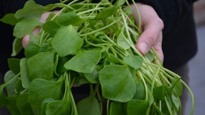 Postelein wird den ganzen Winter über frisch aus regionalem Anbau geerntet. Bild: Sabine Weis.