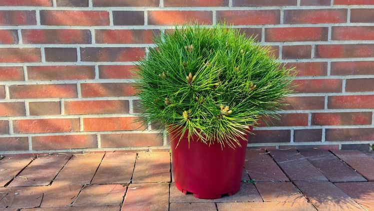 Um sein Sortiment noch besser kenntlich zu machen, bekommt der Helmers-Kulturtopf eine neue Farbe. Bild: Helmers.