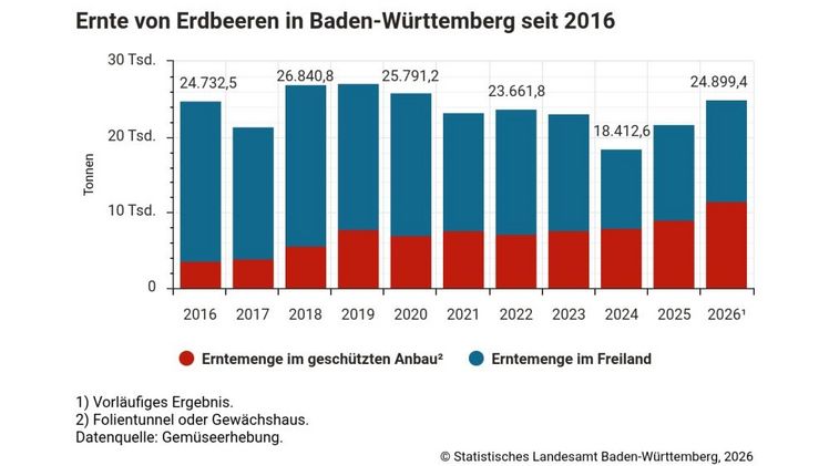 Ernte von Erdbeeren in Baden-Württemberg seit 2016. Grafik: © Statistisches Landesamt Baden-Württemberg.