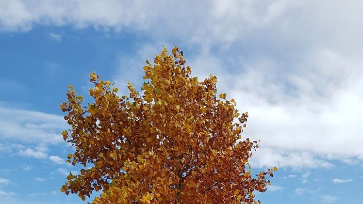 Beim Abbau des Chlorophylls treten andere Blattfarbstoffe wie das gelbe Karotin oder das rote Anthocyan in den Vordergrund - die bunte Färbung entsteht. Bild: GABOT.  
