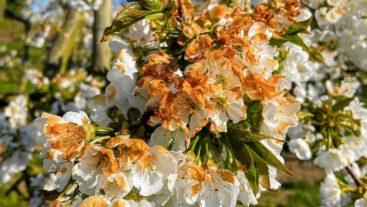 Braune, verwelkte Blüten: Frostschäden an einem Süßkirschbaum in der Versuchsplantage in Niedersachsen. Bild: © Wiebke Kämper.