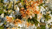 Braune, verwelkte Blüten: Frostschäden an einem Süßkirschbaum in der Versuchsplantage in Niedersachsen. Bild: © Wiebke Kämper.