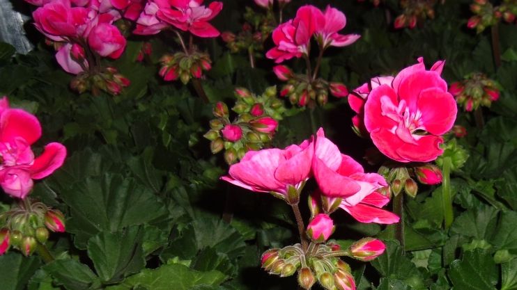 Das Teilnetzwerk Pelargonium wird noch in diesem Jahr starten. Bild: GABOT.