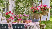 Gerade in der umsatzstarken Beet- und Balkonpflanzensaison gewinnt die visuelle Präsentation an Bedeutung. Bild: Pelargonium for Europe.
