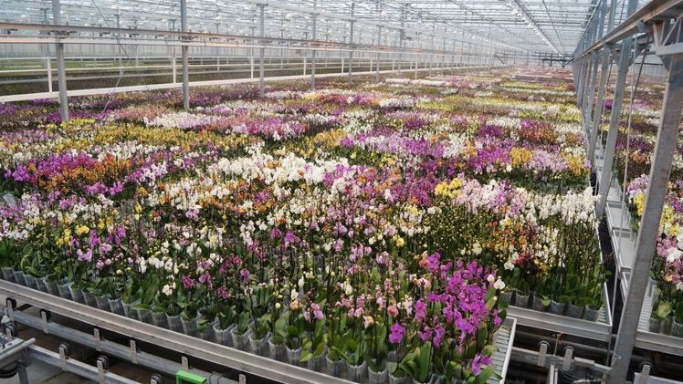 Orchideenproduktion bei ter Laak. Bild: GABOT.