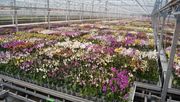 Orchideenproduktion bei ter Laak. Bild: GABOT.