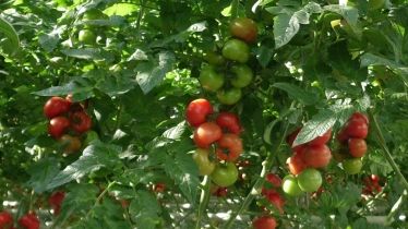 In einem realistischen Produktionsgewächshaus veranschaulicht der ZVG auf der IGW die deutsche Unterglas-Tomatenkultivierung. Bild: GABOT.