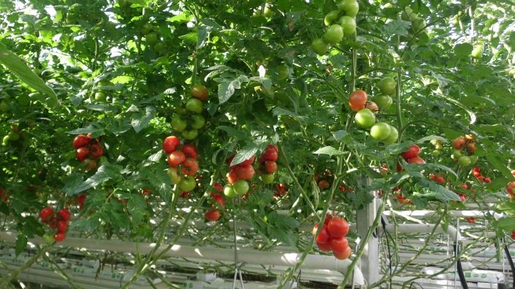 Das BVL hat eine Notfallzulassung für das Pflanzenschutzmittel Tutavir erteilt. Bild: GABOT.