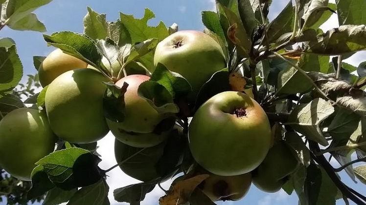 Apfelernte 2023 in Brandenburg. Bild: Statistik Berlin-Brandenburg.