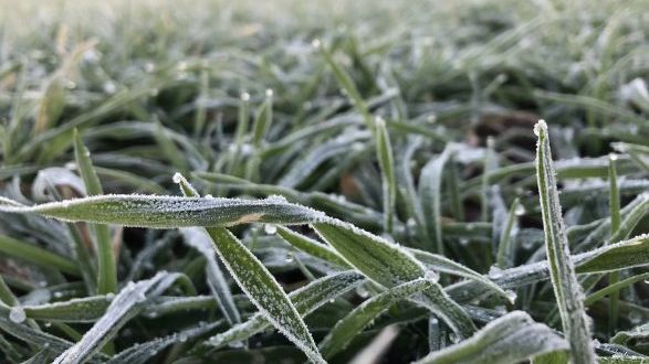 Frostigen Nächte sind gut für den Boden. Bild: Marilena Kipp.