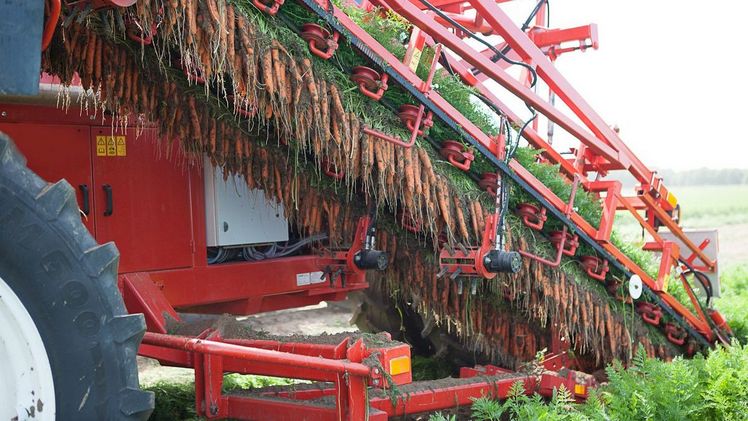 Der Krautbüschel auf der Möhrenwurzel ist eine praktische Sache. Am Schopf gepackt lässt sich das Gemüse heute längst maschinell aus dem Boden ziehen. Diese Erntemaschinen sind speziell für die Möhrenern-te entwickelt und garantieren eine schonende Aufnahme. Bild: GMH/AMI.