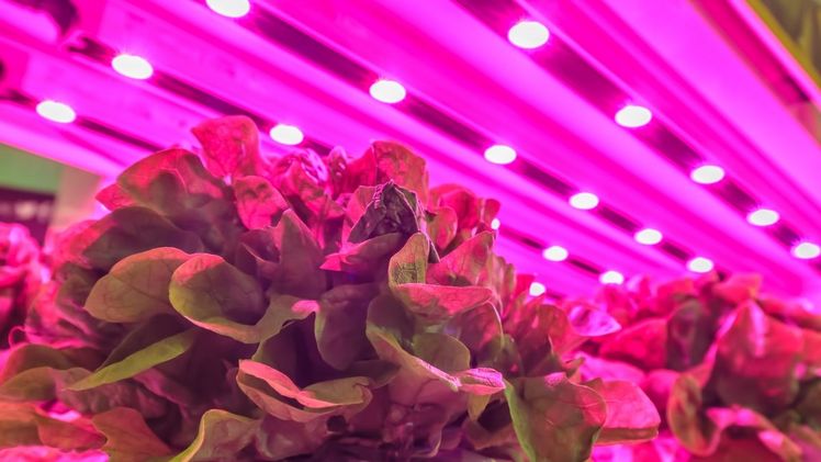 BASF Vegetable Seeds beteiligt sich am Lettuce Project des Precision Indoor Plants Consortium (PIP). Bild: BASF.