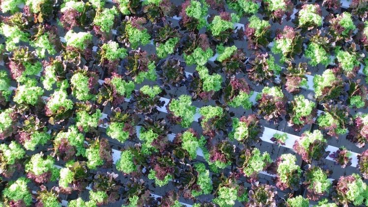 Der Ertrag bei Deliscious durch das Auge von Thevi. Bild: Certhon.