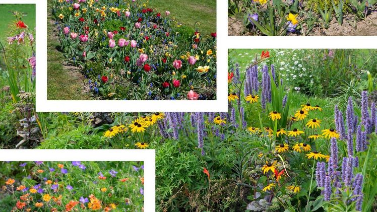 Blumenzwiebeln und Stauden lassen sich wunderbar kombinieren. Bild: Verver Export.