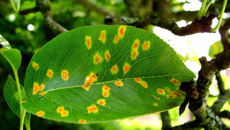 Starker Befall mit Birnengitterrost. Bild: Klaus Margraf.