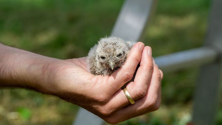 Viele seltene, in ihrem Bestand bedrohte Arten wie Steinkauz, Wiedehopf, Wendehals und Gartenrotschwanz finden in Streuobstwiesen optimale Lebensbedingungen. Bild: HMUKLV.