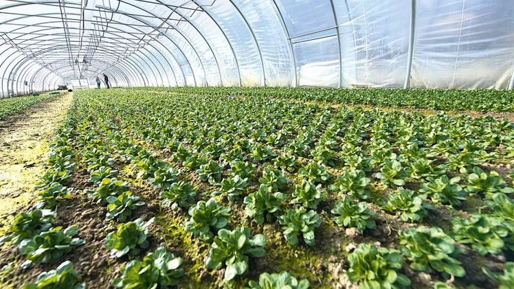 Unter Folie: Feld­salat im Winter­anbau.