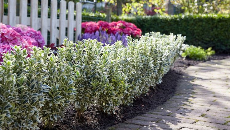 Euonymus japonicus 'White Spire' PBR EU 49713. Bild: Plantipp.