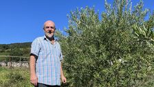 Frank Siffert ist nicht nur Olivenbauer, er steht auch der "Association Suisse des Producteurs d’Olives" vor. Bild: Muriel Willi, lid.
