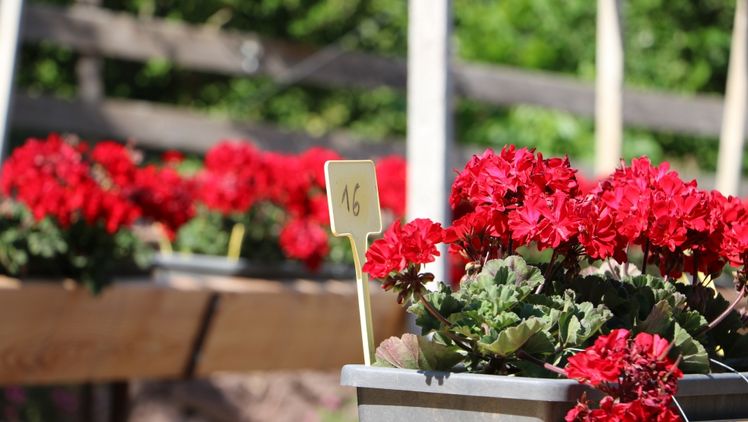Pelargonium ‘Fuerte del Fuego’ – die Pflanze des Jahres 2025. Bild: © Laimburg Research Centre/agnese martinelli.