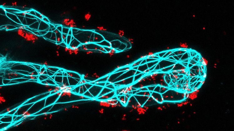 Ein Wurzelhaar (blau) wächst um die symbiotischen Bakterien (rot) herum. Foto: Pengbo Liang/Universität Freiburg.