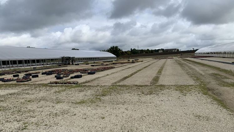 Geräumte Callunenfelder bei Gartenbau Nill. Bild: Gartenbau Nill.