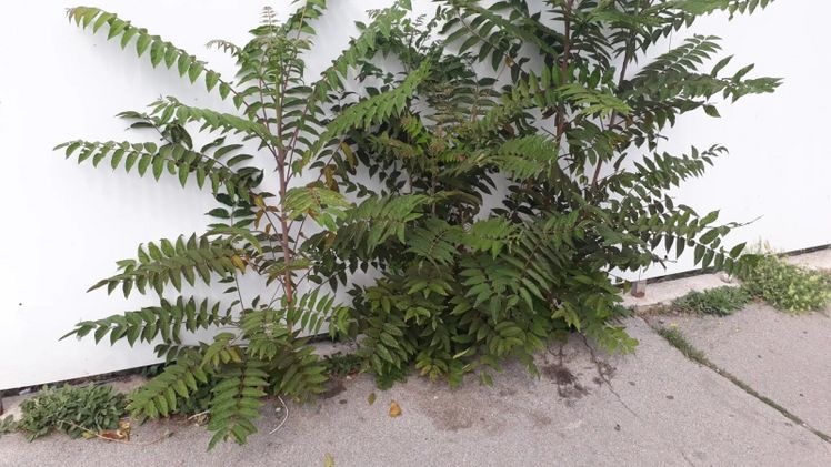 Mit Ailantex® gibt es Hilfe gegen die invasive Baumart Ailanthus altissima. Bild: © biohelp.
