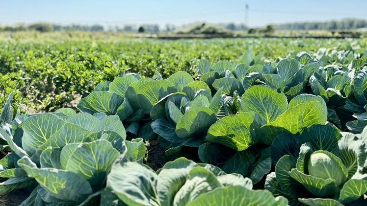 Feldversuch mit Weißkohl und Sellerie auf dem Gelände des IGZ. Bild: J. Vogt, IGZ.