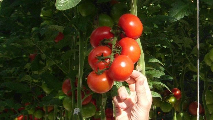 Gemüseernte unter Glas gegenüber dem Vorjahr gestiegen. Bild: GABOT.