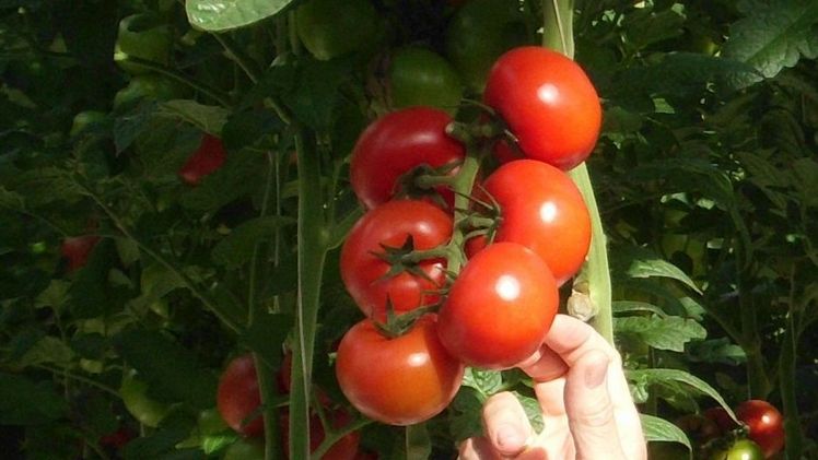 Van Adrichem Kwekerijen und Van Marrewijk Tomaten bündeln ihre Kräfte. Bild: GABOT.