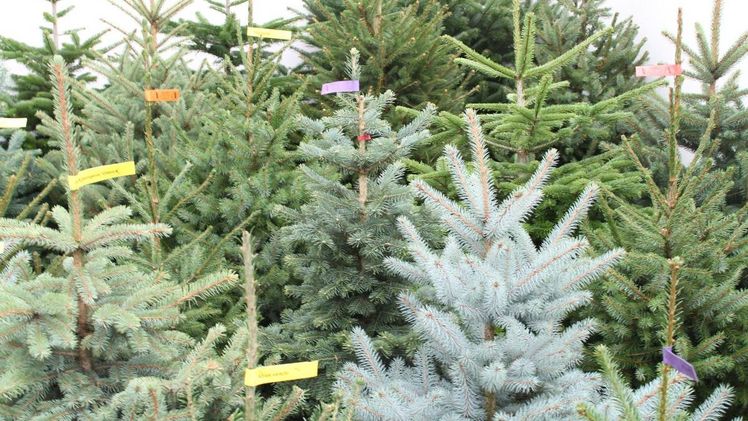 Weihnachtsbäume aus der Heimat ohne lange Transportwege werden zunehmend nachgefragt. Bild: GABOT. 