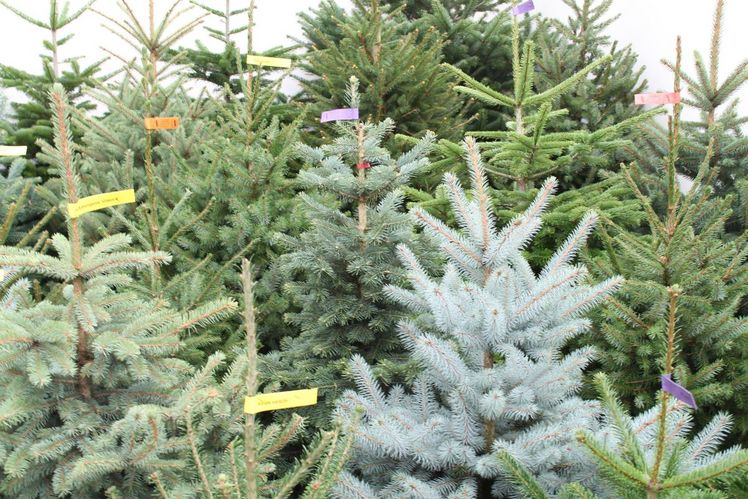 Mit Abstand die beliebteste Baumart der Schweizerinnen und Schweizer ist die Nordmanntanne. Bild: GABOT.