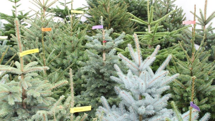 Gute Nachricht für 2019:  Preise für Weihnachtsbäume bleiben stabil! Bild: Gabot. 