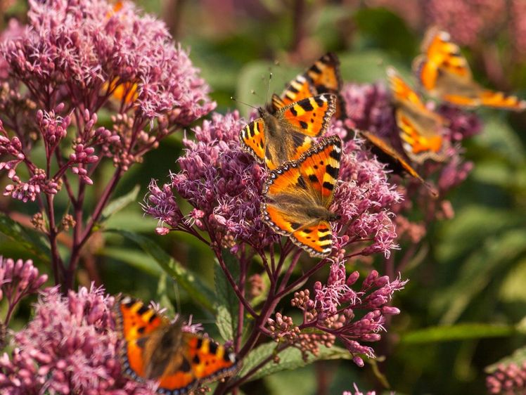 Riese für Schmetterlinge: Nicht nur der Kleine Fuchs fliegt förmlich auf den Pur-purdost (Eupatoria fistulosum). Wenn sich die Blüten von August bis Oktober öffnen, wird das Beet zum Treffpunkt für diverse weitere Tagfalter sowie Hummeln, Schweb-fliegen und Bienen. Die bis zu zwei Meter hoch aufragende Staude ist als Solitär im Beet oder am Teichrand gut aufgehoben und wächst an einem sonnigen bis halbschattigen Standort. Purpurdost wird nicht umsonst auch Wasserdost genannt – er braucht einen feuchten Boden. Bild: GMH/Erich Luer.