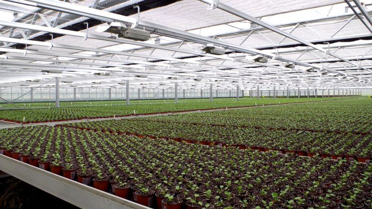 Royal FloraHolland präsentiert neue Vorgehensweise für die digitale Umweltregistrierung und -zertifizierung. Bild: GABOT.