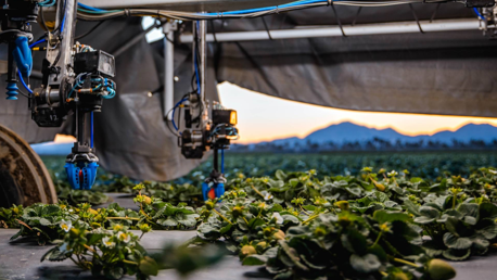 Bei der ATFs Erdbeerpflückroboter TX handelst sich um ein unbemanntes Bodenfahrzeug, welches sich mit Hilfe von Bildsensoren und künstlicher Intelligenz (KI) fortbewegt und Arbeiten erledigt. Bild: AFT.